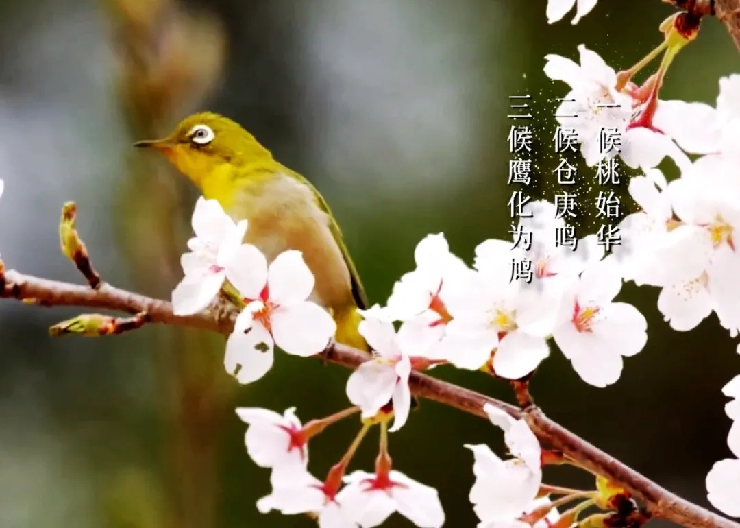 但实际上,昆虫是听不到雷声的,大地回春,气候变化才是使它们结束冬眠